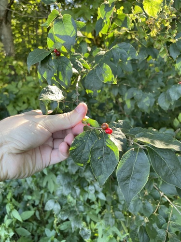 Amur honeysuckle