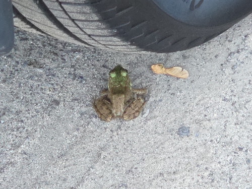 Green Frog
