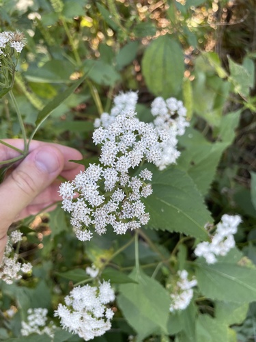 white snakeroot