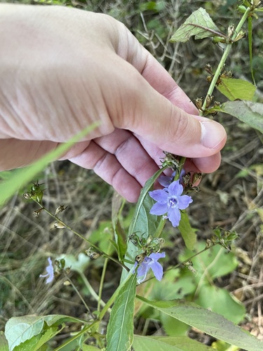 tall bellflower