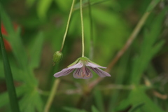 Geranium krameri