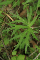 Geranium krameri