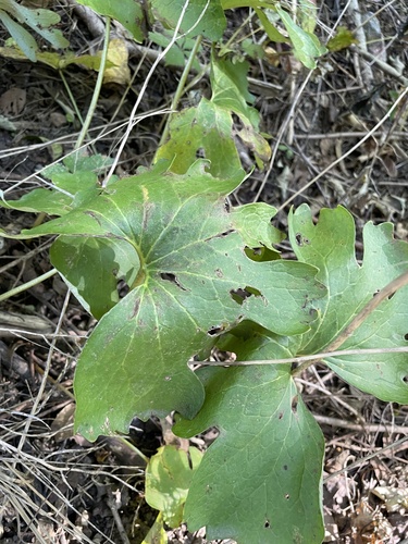 bloodroot