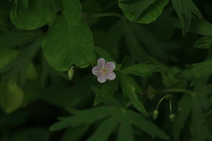 Geranium krameri