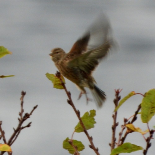 Eurasian Linnet
