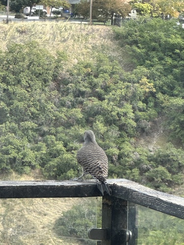 Northern Flicker