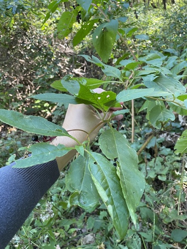 American pokeweed