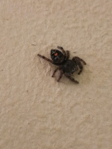 Bold Jumping Spider