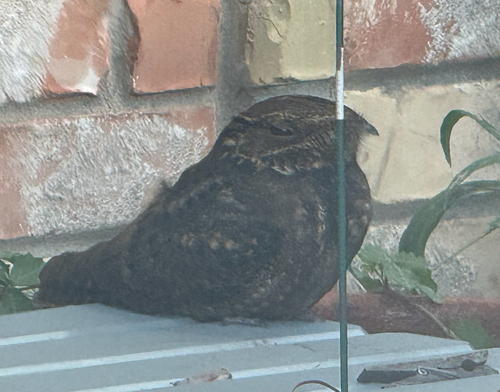 Chuck-will's-widow observed by wombatgarden