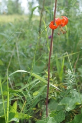 Lilium pumilum