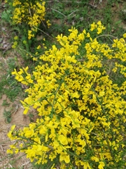 Hippocrepis emerus emerus