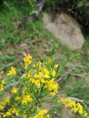 Hippocrepis emerus emerus