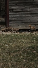 Vulpes vulpes
