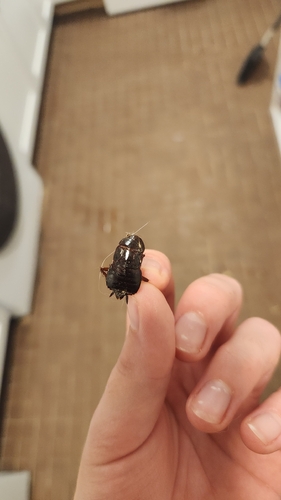 Oriental Cockroach