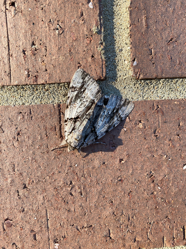 Widow Underwing