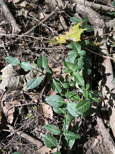 fortune's spindle