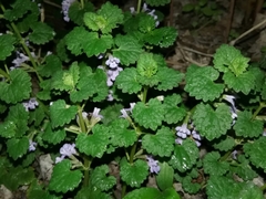 Glechoma hederacea