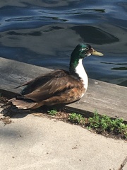 Anas platyrhynchos domesticus