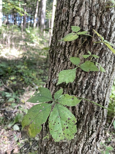 Virginia creeper