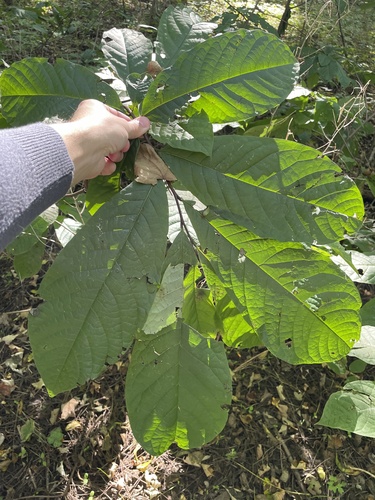 common pawpaw