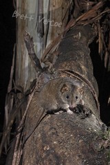 Antechinus stuartii