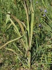 Puccinia hysterium