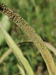 Puccinia hysterium