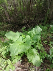 Arctium tomentosum