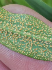 Puccinia hysterium