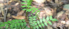 Zanthoxylum piperitum