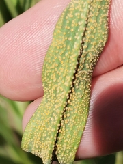 Puccinia hysterium