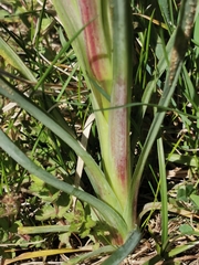 Puccinia hysterium