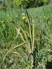 Puccinia hysterium