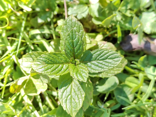Mentha piperita observed 2026-10-06