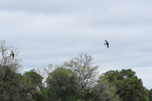 iNaturalist image