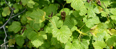 Ribes nigrum