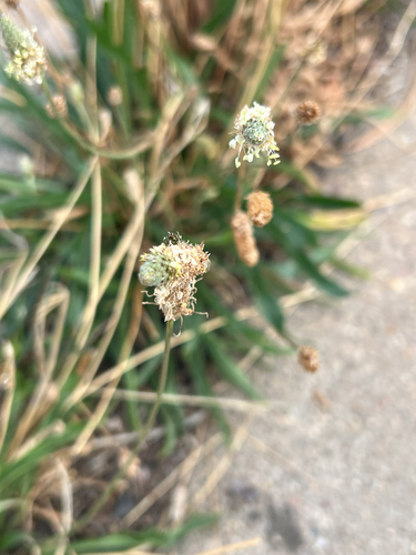 ribwort plantain