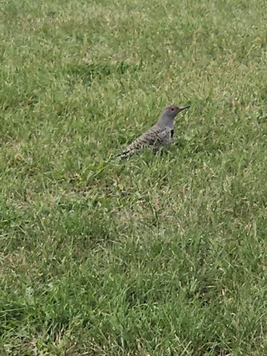 Northern Flicker