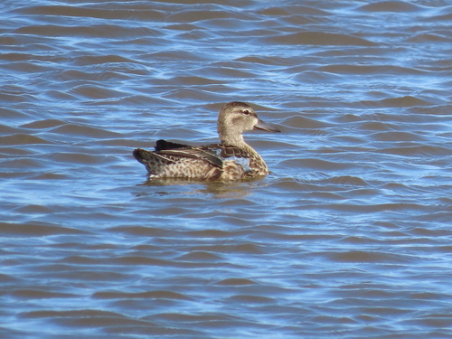 Blue-winged Teal