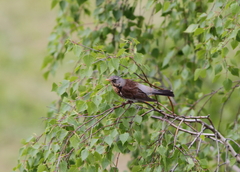 Turdus pilaris
