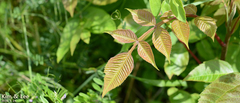 Rhus javanica