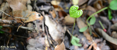 Nervilieae