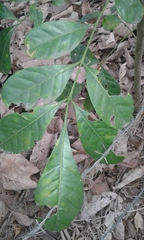 Trichilia havanensis