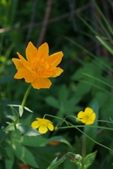 Trollius