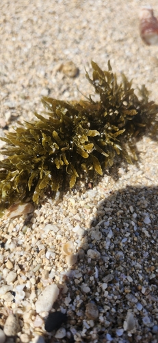 Sargassum polyphyllum, 2026-10-06