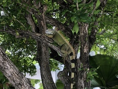 Iguana iguana