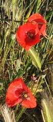 Papaver rhoeas