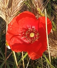 Papaver rhoeas