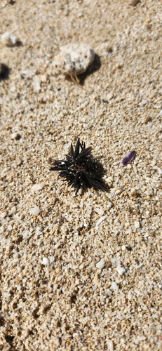 Echinometra oblonga observed 2026-10-06