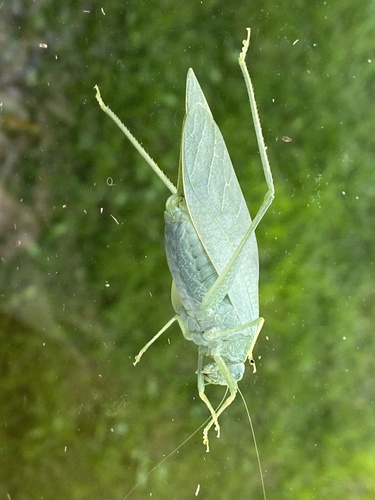 Greater Anglewing
